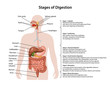 Anatomy of the human digestive system with description of the corresponding stages of digestion. Anatomical vector illustration in flat style isolated over white background.