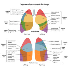 Segmental Anatomy Of The Lungs. Anterior And Posterior Views Of The Lungs With Description Of The Corresponding Segments. Anatomical Vector Illustration In Flat Style Isolated Over White Background.