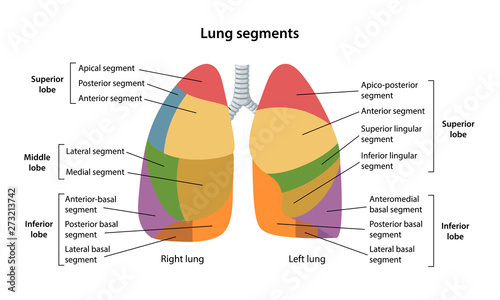 Segmental anatomy of the lungs. Anterior view of the lungs with