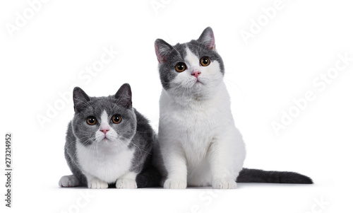 Cute Duo Of 2 Blue With White British Shorthair Kittens Sitting