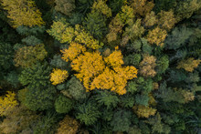 Aerial View Of Yellow Tree Top During The Autumn, Estonia.