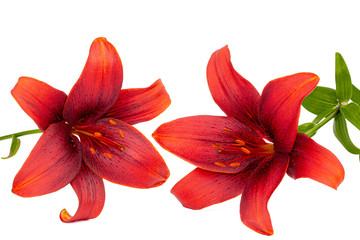 Flower of dark red lily, isolated on white background