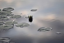 A Single Lily Flower In Water With Lily Pads Surrounding It