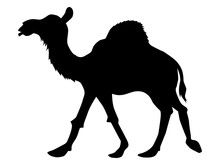 Silhouette Of Camel