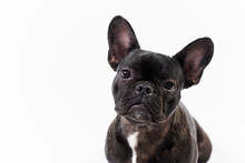 Puppy Black French Bulldog Sitting And Looking On Camera , Isolated On White