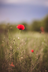 Close up of beautiful, red, blooming poppies in a natural field. Shot with vintage Helios lens 40 2