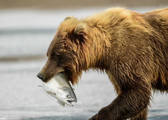 Wall Mural - alaska brown bear