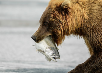 Wall Mural - alaska brown bear