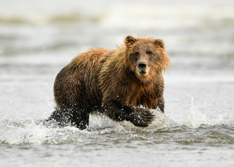 Wall Mural - alaska brown bear