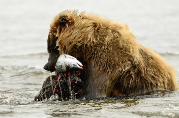 Wall Mural - alaska brown bear