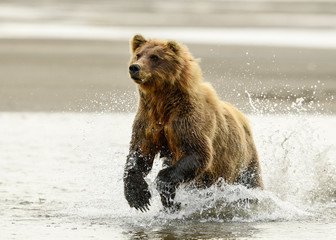 Wall Mural - alaska brown bear