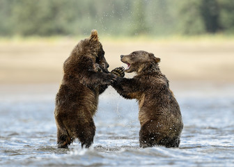 Wall Mural - alaska brown bear