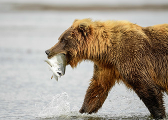 Wall Mural - alaska brown bear