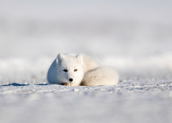 arctic fox