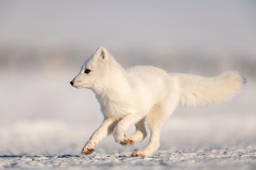 Wall Mural - Arctic Fox