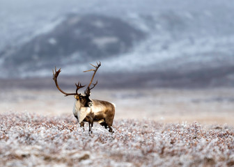 Wall Mural - Caribou