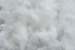 White Polyester stable fiber fabric