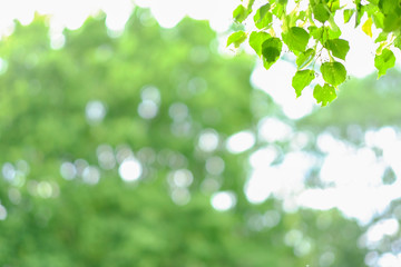 Wall Mural - abstract background with green, yellow and white bokeh.