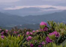 Wet Rhododendron Bloom Above Foggy Valley