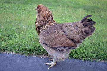 Easter Egger Portrait