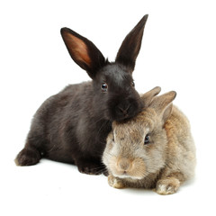 rabbit on a white background