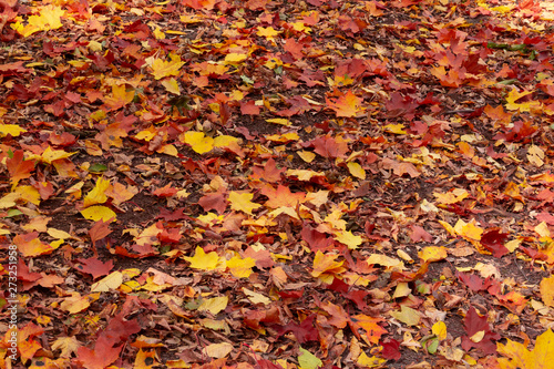 Background of autumn maple leaves
