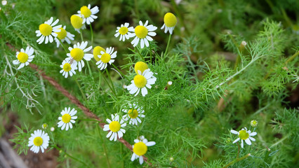 Tiny chamomile flowers in full bloom in a park.