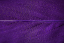Purple Leaf Texture Background, Leaf Cell Structure Occurs Naturally. Close-up.