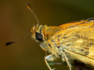 macro photo of yellow butterfly isolated on background