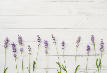 Wall Mural - composition of lavender on white wooden background. border of fresh summer flowers. free space