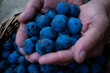Sloe berries in the hands