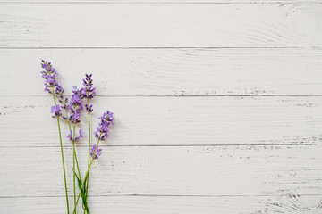 Wall Mural - composition of lavender on white wooden background. fresh summer flowers. free space