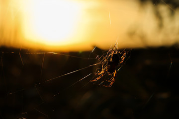 spider hanging on a cobweb against a bright sunset