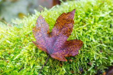 Brown faded maple leaf on moss in the forest in the fall_