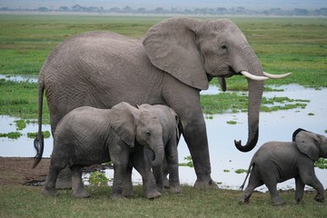 Elephants roaming in Amboseli National Park, Kenya