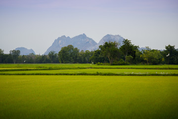 Wall Mural - green and gold rice fields with the background of mountain