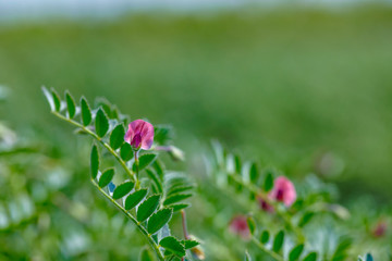 Poster - Fresh Green Chickpeas field , Chick peas also known as harbara or harbhara in hindi and Cicer is scientific name,