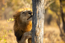 Male Lion Scratching His Claws On The Stump Of A Tree.