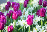 Fototapeta Kwiaty - Colorful purple tulips and white narcissus in garden close up