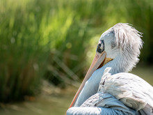 Close-Up Shot Of A Pelican Perched