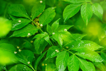 Wall Mural - Tree branches with green leaves in the rain. Spring and summer rainy nature. Green leaves in soft light close up. Background of tree branches and highlights.