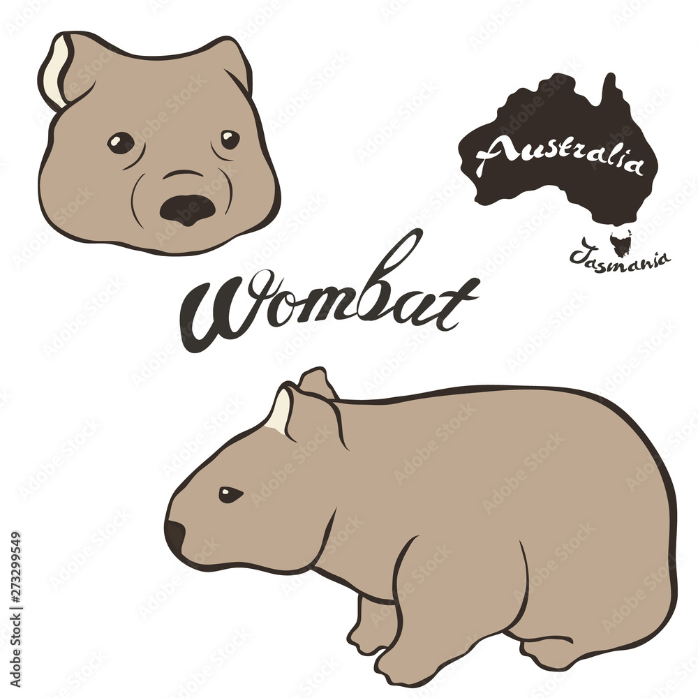 Wombat vector image isolated on white background. Wombat in full growth ...