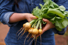 Organic Freshly Picked Yellow Skinned Zlata Radish Root Vegetable In Farmer's, Gardener's Hands