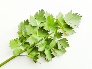 Lovage on white