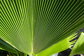 leaf of palm tree