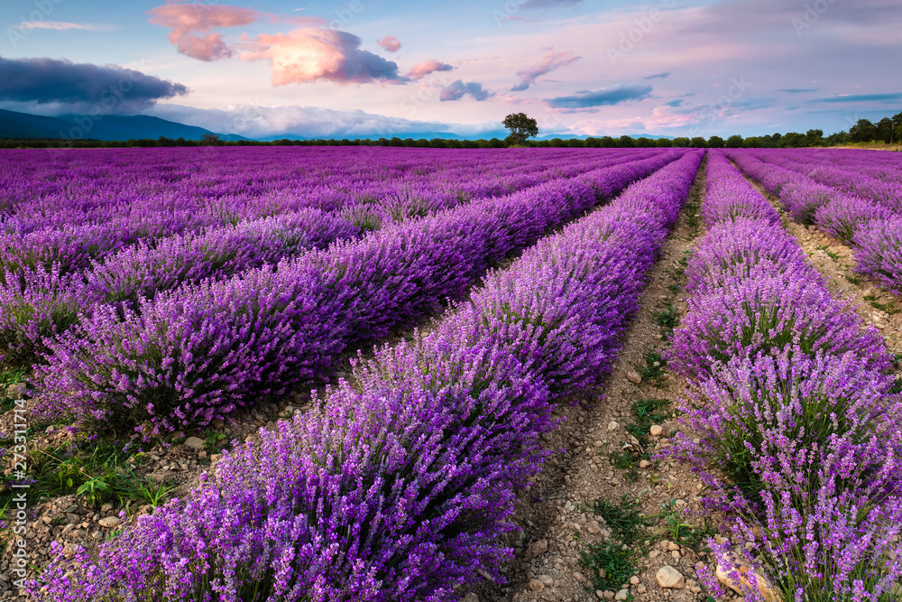Splendid lavender field - obrazy, fototapety, plakaty 