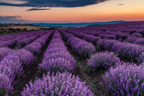 Fototapeta Krajobraz - Lavender
