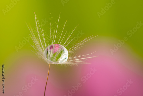 dandelion seed with water drop - macro photo