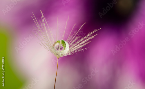 dandelion seed with water drop - macro photo