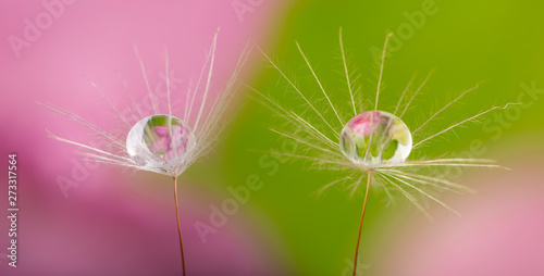dandelion seed with water drop - macro photo
